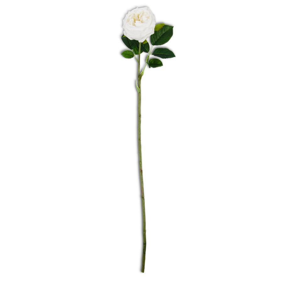 White Real Touch Austin Rose Stem, 24"