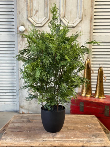 Churchill Cypress Tree